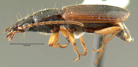 Imagem de <i>Cymindis neglectus</i>