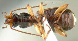 Image of <i>Cymindis neglectus</i>