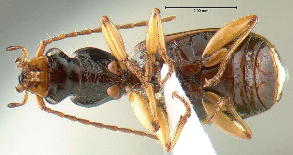 Imagem de <i>Cymindis neglectus</i>