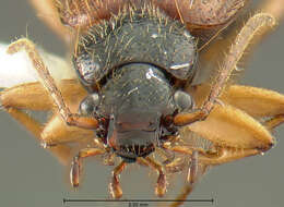 Imagem de <i>Cymindis neglectus</i>