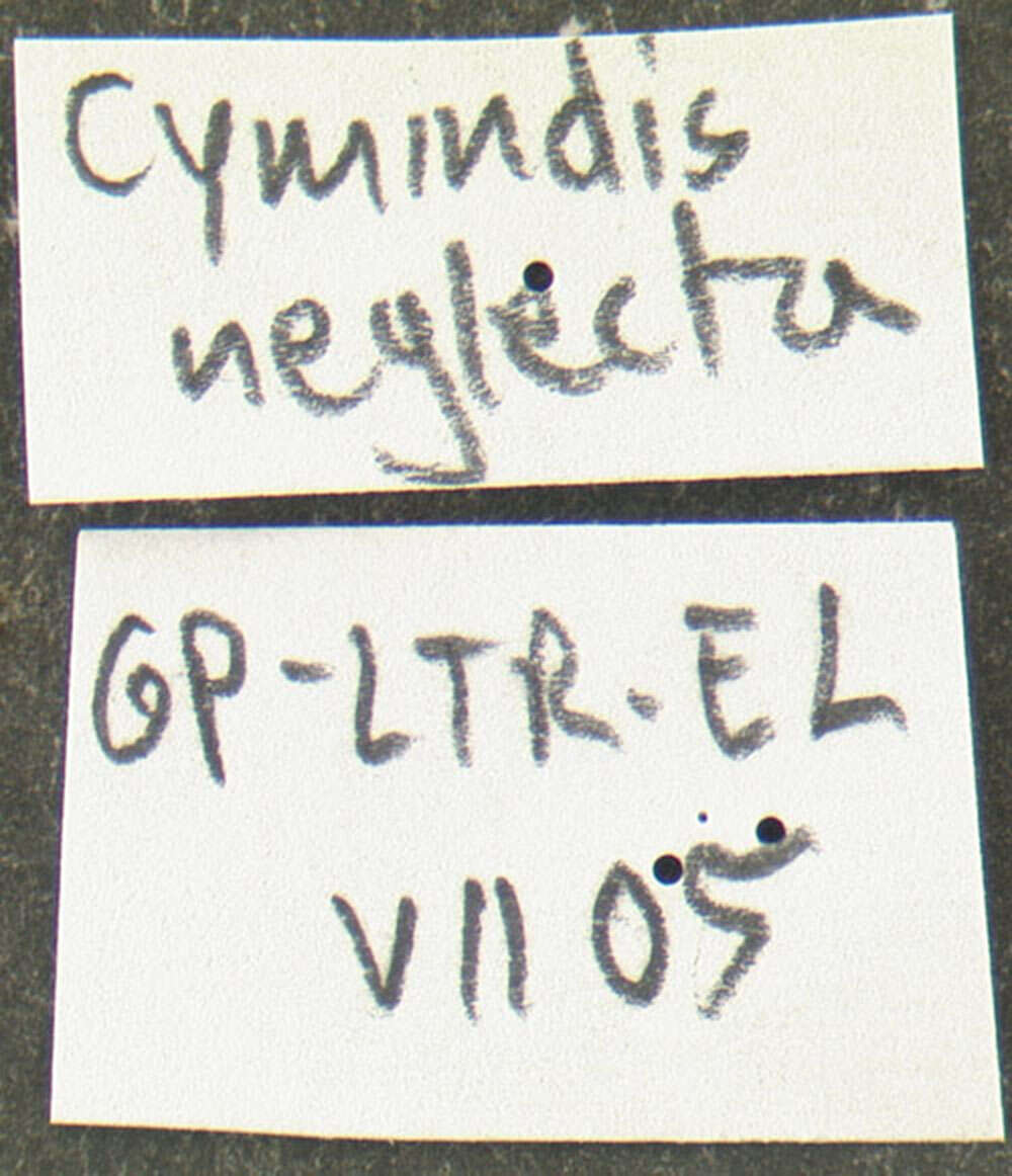 Image of <i>Cymindis neglectus</i>