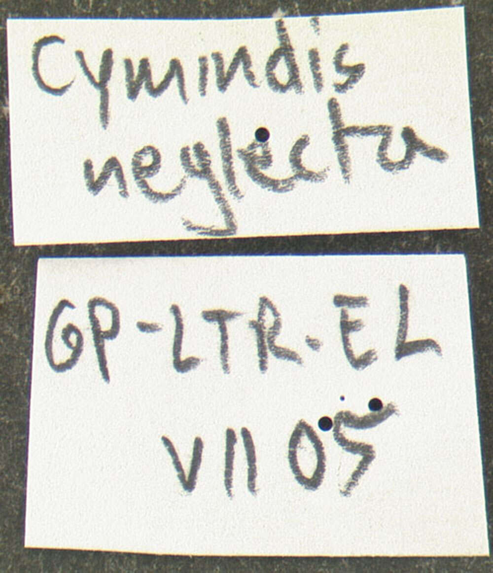 Image de <i>Cymindis neglectus</i>