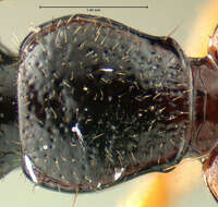 Imagem de <i>Cymindis neglectus</i>