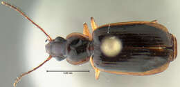 Image of Pinacodera platicollis (Say 1823)