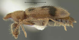 Image of Notoxus desertus Casey 1895