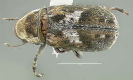 Image of Marbled Fungus Weevil