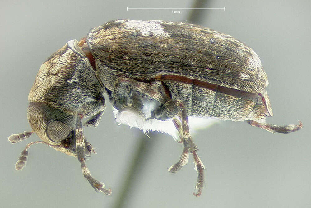 Image of Marbled Fungus Weevil