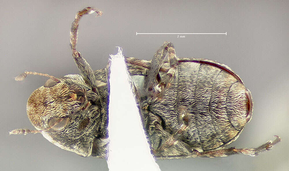 Image of Marbled Fungus Weevil