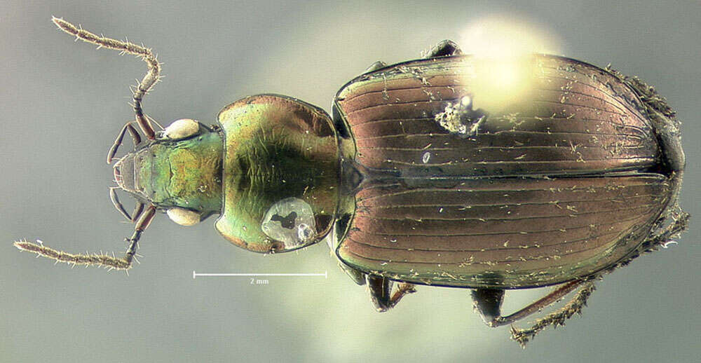 Agonum (Agonum) muelleri (Herbst 1784)的圖片