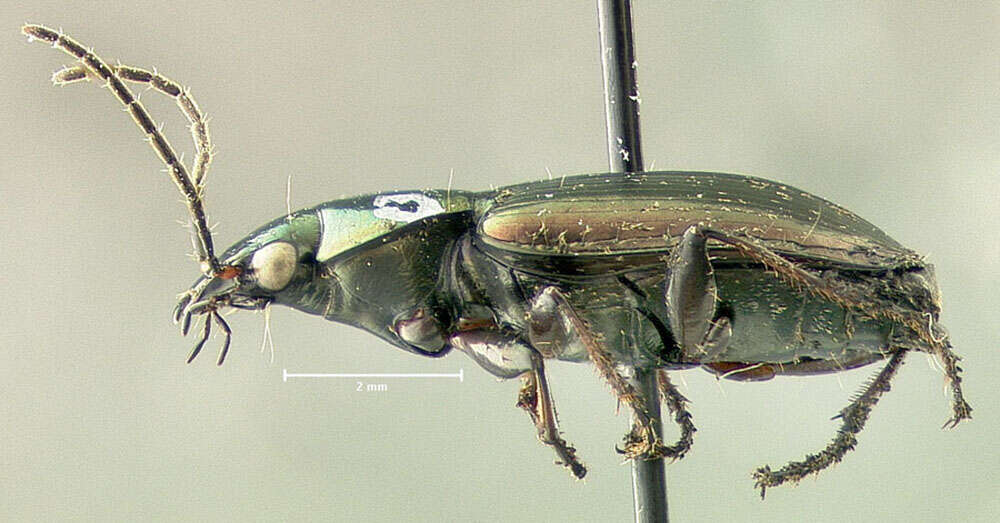 Agonum (Agonum) muelleri (Herbst 1784)的圖片