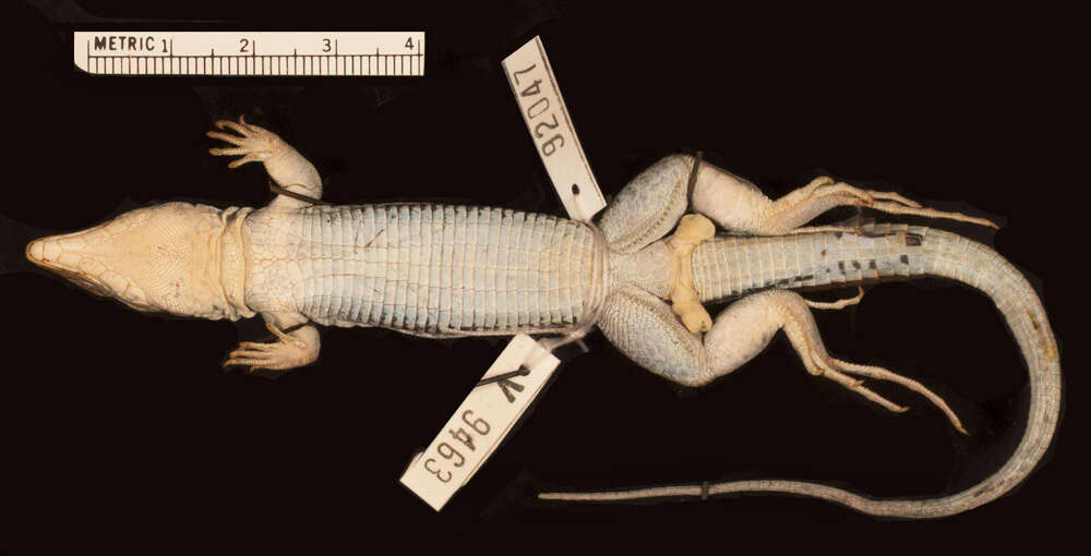 Image of <i>Ameiva taeniura pentamerinthus</i>