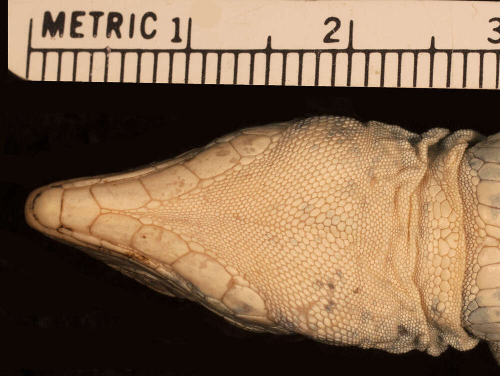 Слика од <i>Ameiva taeniura pentamerinthus</i>