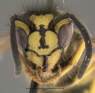 Image of Eastern Yellowjacket