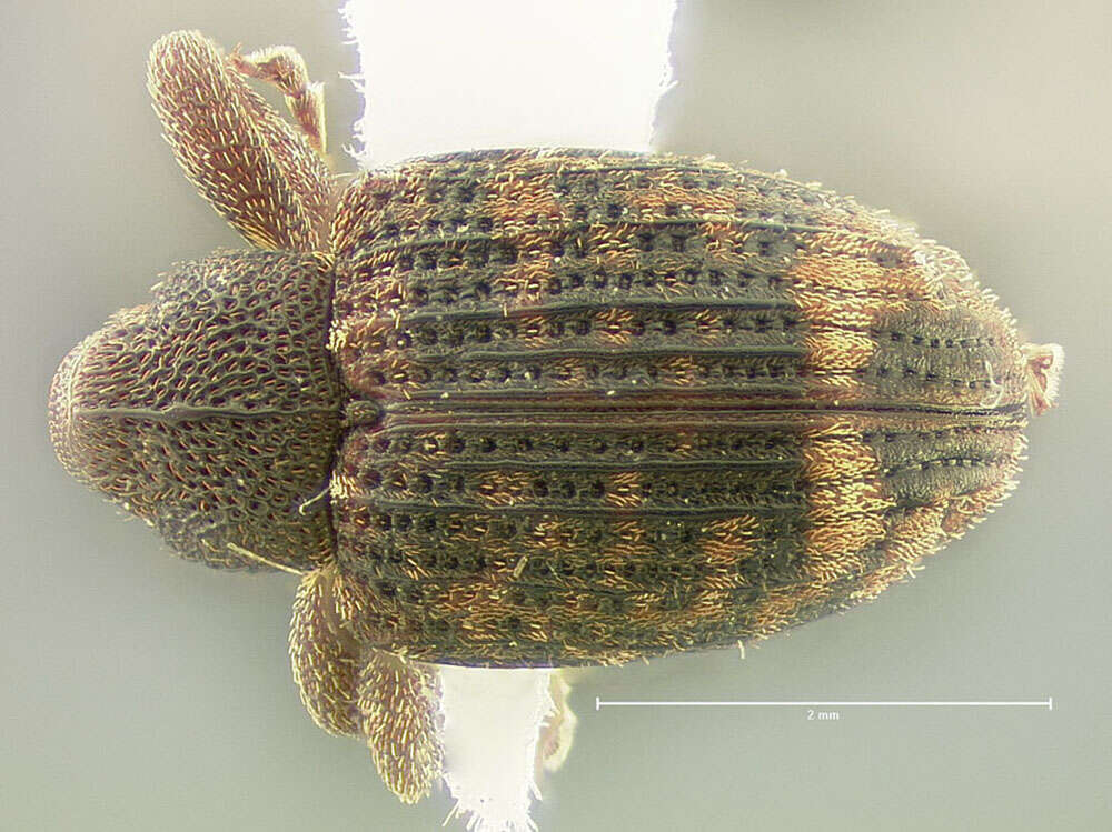 Image of Conotrachelus posticatus Schoenherr 1837