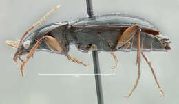 Image of Synuchus impunctatus (Say 1823)