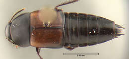 Image of Tachinus (Tachinus) fimbriatus Gravenhorst 1802