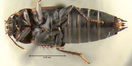 Image of Tachinus (Tachinus) fimbriatus Gravenhorst 1802