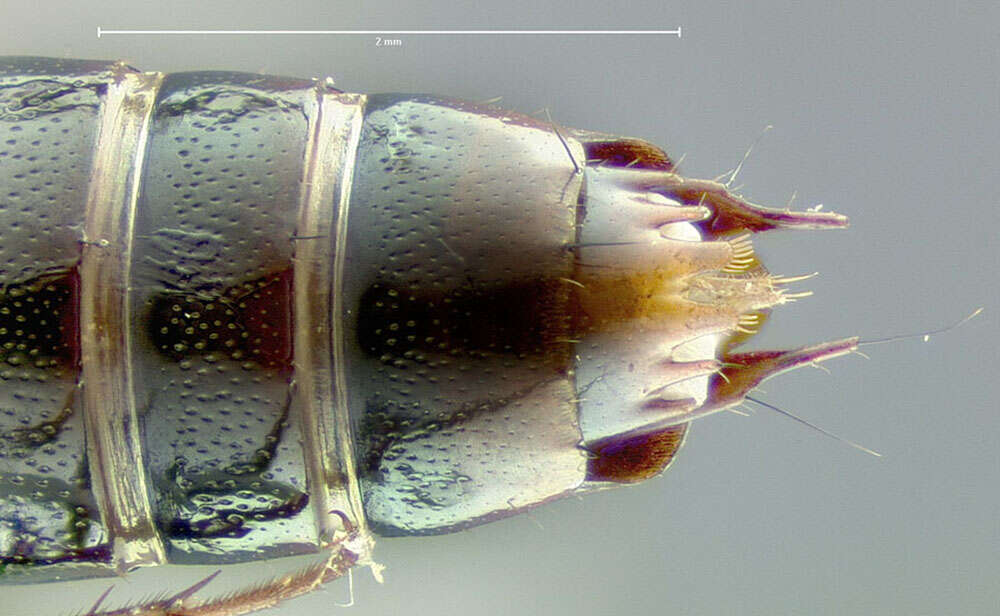 Image of Tachinus (Tachinus) limbatus Melsheimer & F. E. 1844