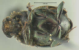 Image of Onthophagus orpheus canadensis (Fabricius 1801)