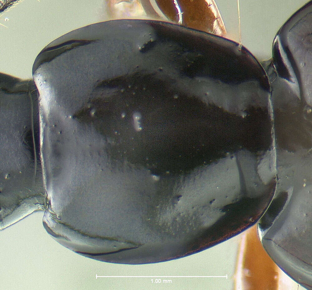 Image of Agonum (Europhilus) gratiosum (Mannerheim 1853)