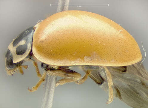 Image of Spotless Lady Beetles