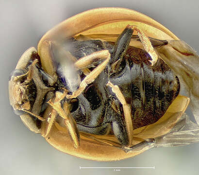 Image of Spotless Lady Beetles