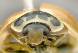 Image of Spotless Lady Beetles