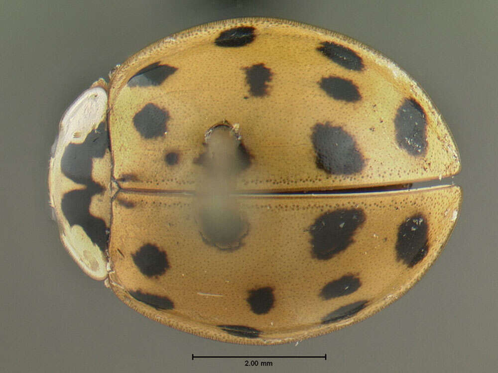 Image of Harmonia axyridis (Pallas 1773)