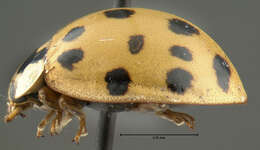 Image of Harlequin Ladybird