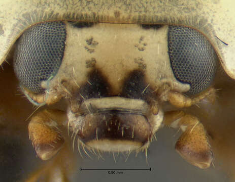 Image of Harmonia axyridis (Pallas 1773)