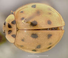 Image of Harlequin Ladybird