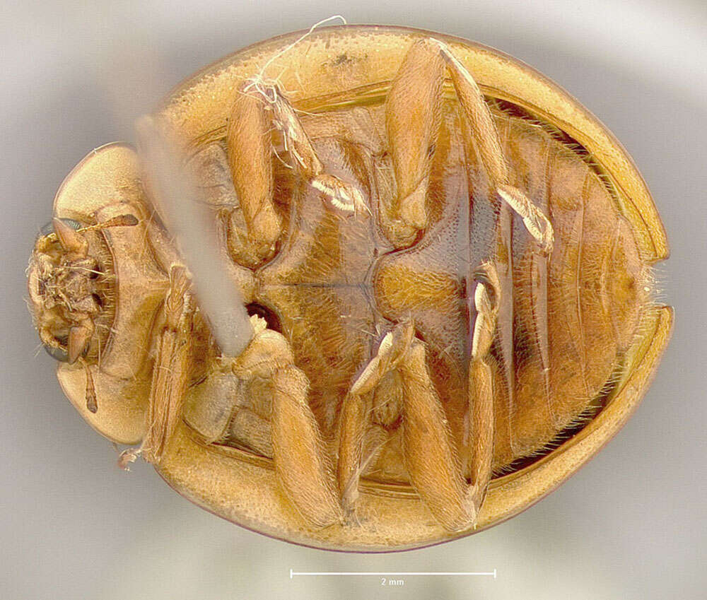 Image of Harmonia axyridis (Pallas 1773)