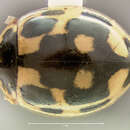 Image of 14-spotted ladybird beetle