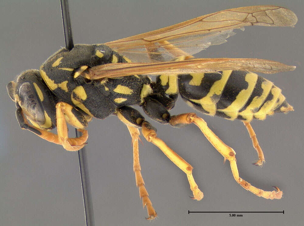 Image of European Paper Wasp