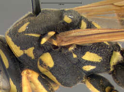 Image of European Paper Wasp