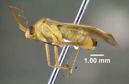 Image of alfalfa plant bug