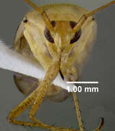 Image of alfalfa plant bug