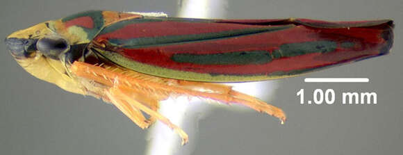 Image of Red-banded Leafhopper