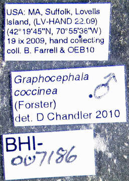 Graphocephala coccinea (Forster & J. R. 1771)的圖片