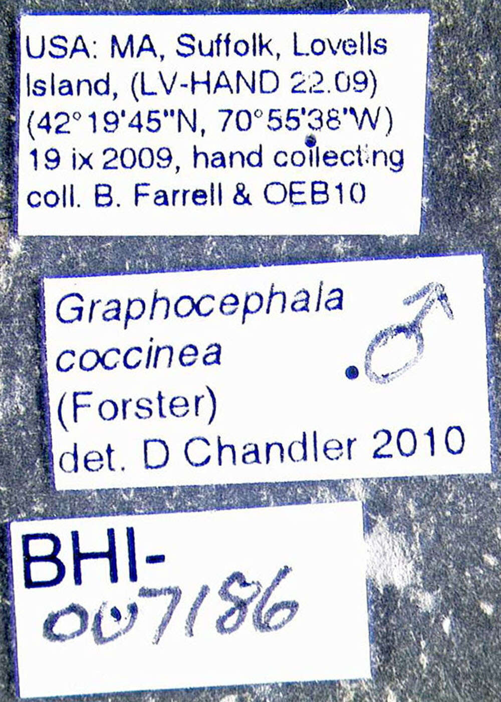 Graphocephala coccinea (Forster & J. R. 1771)的圖片