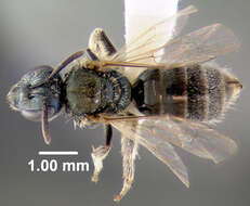 Image of Lasioglossum admirandum (Sandhouse 1924)