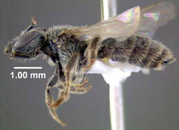 Lasioglossum admirandum (Sandhouse 1924)的圖片