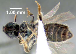 Lasioglossum admirandum (Sandhouse 1924)的圖片