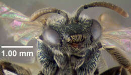 Image of Lasioglossum admirandum (Sandhouse 1924)