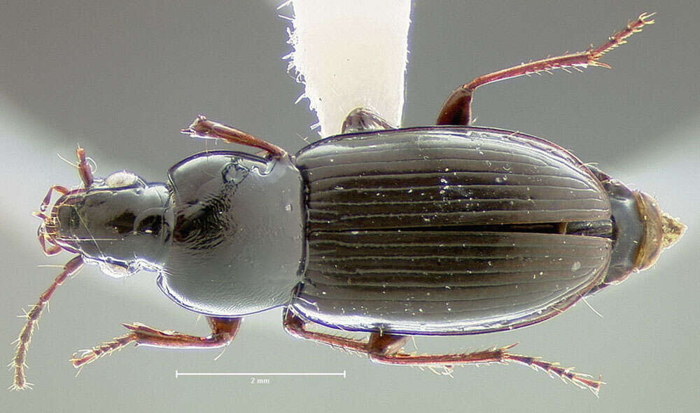 Image of Pterostichus (Phonias) femoralis (Kirby 1837)