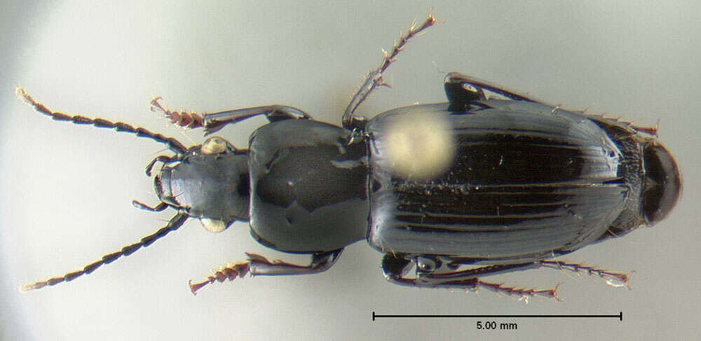 Image of Pterostichus (Pseudomaseus) luctuosus (Dejean 1828)