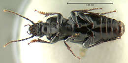 Image of Pterostichus (Pseudomaseus) luctuosus (Dejean 1828)