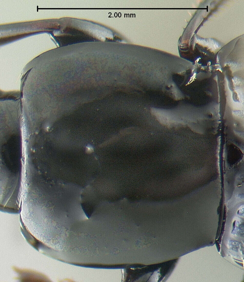 Image of Pterostichus (Pseudomaseus) luctuosus (Dejean 1828)