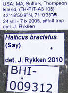 Image of <i>Halticus bractatus</i>