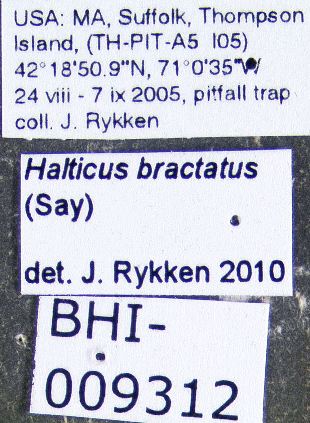 Image of <i>Halticus bractatus</i>